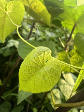 yeşil yapraklar, bitkiler ve yapraklar