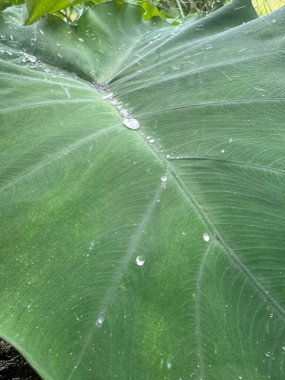 Yağmur damlalı yeşil yaprak