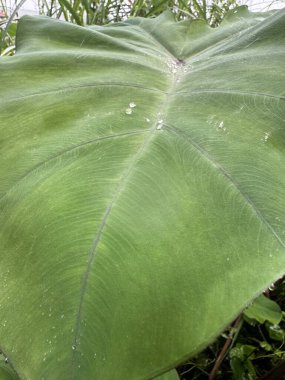 Çiy damlalı yeşil yaprak