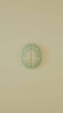 Yumuşak, açık yeşil arka planda yumuşak ışıklandırma ve ince Shado ile yerleştirilmiş 3D beyaz beyin modeli