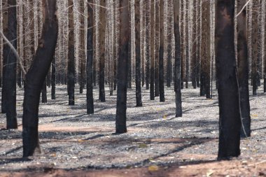 Fotoğraf, okaliptüs ormanında bırakılan yangının izlerini gösteriyor. Ekili ormanlardaki bir orman yangınının yol açtığı hasarı ve kayıpları gösteriyor..