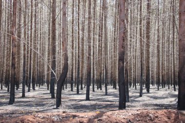 Fotoğraf, okaliptüs ormanında bırakılan yangının izlerini gösteriyor. Ekili ormanlardaki bir orman yangınının yol açtığı hasarı ve kayıpları gösteriyor..