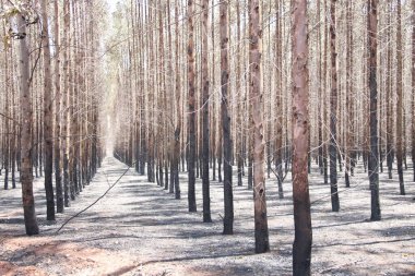 Fotoğraf, okaliptüs ormanında bırakılan yangının izlerini gösteriyor. Ekili ormanlardaki bir orman yangınının yol açtığı hasarı ve kayıpları gösteriyor..