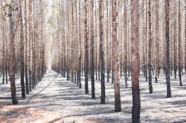 Fotoğraf, okaliptüs ormanında bırakılan yangının izlerini gösteriyor. Ekili ormanlardaki bir orman yangınının yol açtığı hasarı ve kayıpları gösteriyor..