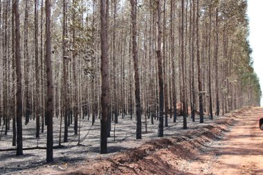 Fotoğraf, okaliptüs ormanında bırakılan yangının izlerini gösteriyor. Ekili ormanlardaki bir orman yangınının yol açtığı hasarı ve kayıpları gösteriyor..