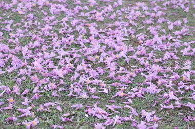 Pembe Trompet Ağacı 'ndan (Tabebuia Rosea) canlı pembe bir çiçeğin detaylı bir yakın çekimi, merkezinde sarı ipuçları bulunan narin taç yapraklarını ve trompet şeklindeki çiçekleri gözler önüne serer..