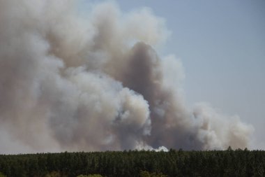 Brezilya 'nın Mato Grosso do Sul kentindeki Okaliptüs Çiftliği Çevresel Etkisi' ndeki Yaban Yangını
