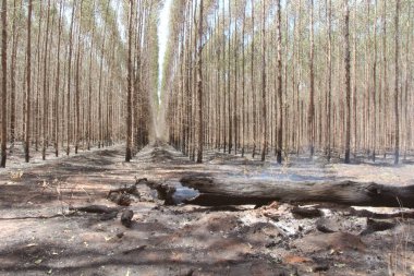 Brezilya 'nın Mato Grosso do Sul kentindeki Okaliptüs Çiftliği Çevresel Etkisi' ndeki Yaban Yangını