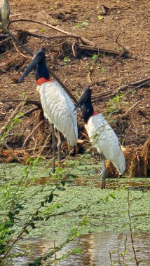 Braslia 'da gün batımı gökyüzü, Ulusal Kongre' nin ikonik kulelerinden önce sakin sulara yansıdı. Güzellik ve mimari ile işaretlenmiş şehir manzarası.