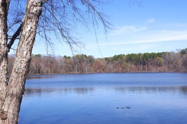 Arkansas, Petit Jean Eyalet Parkı 'ndaki Bailey Gölü' nün güneşli kıyı şeridinde sular boyunca ağaçlar, yosunlu kıyılar ve sakin yansımalar..
