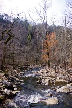 Rocky deresi Arkansas 'taki Petit Jean Eyalet Parkı' nda, yosunlu taşların ve ilkbaharın başlarında çıplak ağaçların arasından süzülen temiz suyla birlikte ormanın içinden akar..