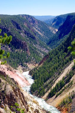 Yellowstone Nehri 'nin manzarası Yellowstone Ulusal Parkı' nın Büyük Kanyonu boyunca sarsılıyor sarp kayalıkları ve sık ormanları var..