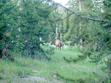 Elk grazing in meadow at Yellowstone National Park clipart