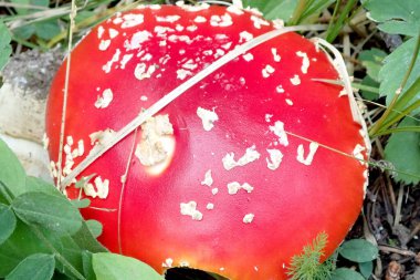 Doğal orman ortamında beyaz noktalı kırmızı mantar mantarına yakın plan, canlı renkler ve benzersiz dokular.