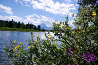Oxbow Virajında kır çiçekleri Grand Tetons Ulusal Parkı 'nda
