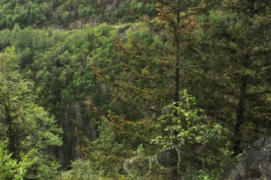 Skagway, Alaska yakınlarında yoğun ve yemyeşil bir ormanın görüntüsü. Ağaçların zengin yeşilliği ve çevreleyen bitki örtüsü Alaska 'nın el değmemiş vahşi doğasının özünü yakalıyor. Manzaralı bir gemi durağında çekilen bu sakin sahne bölgeyi vurguluyor.