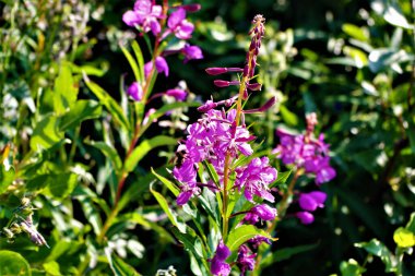 Parlak bir alev otu kümesi bereketli yaz yeşilliklerinde meşgul bir yaban arısını cezbediyor. Doğa, tozlaşma ve çevre temalı tasarımlar için ideal.