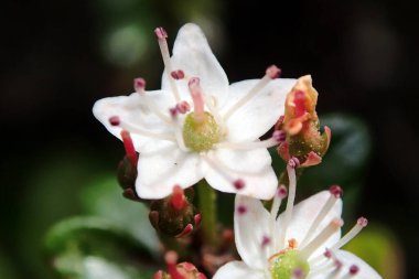 Canlı pembe erkeklik organları olan küçük beyaz bir çiçeğin detaylı görüntüsü. Doğa, çiçek ya da bilimsel tasarım için mükemmel. Karmaşık botanik ayrıntıları arıyor..
