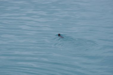 Alaska vahşi doğasının huzurlu güzelliğiyle çevrili Glacier Körfezi Ulusal Parkı 'nın turkuaz sularında bir deniz aslanı zarifçe yüzer..