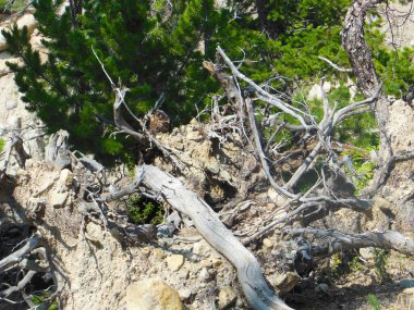 Doğanın esnekliğini ve sanatını gösteren kayalık araziye dolanmış çarpık ağaç köklerinin karmaşık bir görüntüsü..