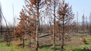 Kömürleşmiş ağaçlar sert bir arazide duruyor, yeni çıkan bir yangının sonuçlarını gösteriyor, yeşil filizler yeniden büyüyor..
