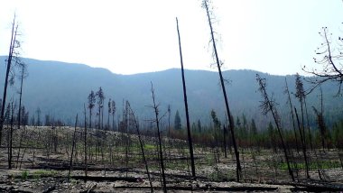 Charred trees stand as reminders of a wildfire, while fresh greenery and wildflowers begin the cycle of regrowth in the foreground. clipart