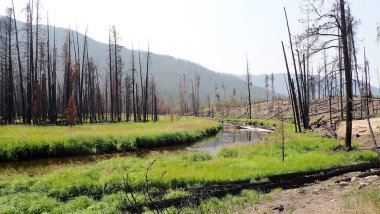 A tranquil stream meanders through a recovering forest, where charred trees contrast with vibrant green grass and distant mountains. clipart