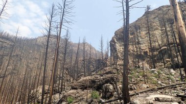 Kömürleşmiş ağaç gövdeleri ve engebeli uçurumlar, doğanın dayanıklılığını ve saf güzelliğini gözler önüne seren bir yangının ardından ortaya çıkan sert sonuçları gözler önüne seriyor..