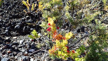 Uçsuz bucaksız mavi gökyüzünün altında dramatik bulutlarla Kilauea Krateri 'nin çarpıcı manzarası. Bu engebeli volkanik arazi yemyeşil bitki örtüsüyle çelişiyor..