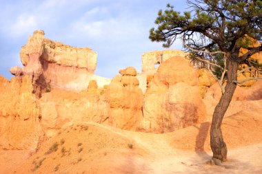 Dayanıklı bir çam ağacı Utah 'taki Bryce Canyon Ulusal Parkı' nda yüksek kabadayıların arka planında duruyor. Turuncu ve pembe kumtaşı oluşumları çarpıcı bir çöl manzarası yaratır..
