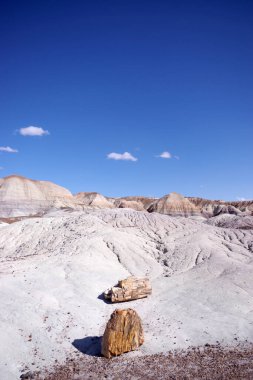 Arizona 'nın Taşlaşmış Ormanı' ndan taşlaşmış bir odun parçasının içindeki parlak kristallerin makro görüntüsü Boyalı Çöl 'ün antik jeolojik güzelliğini gözler önüne seriyor..