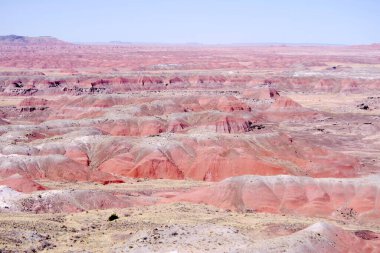 Arizona 'nın Taşlaşmış Ormanı' ndan taşlaşmış bir odun parçasının içindeki parlak kristallerin makro görüntüsü Boyalı Çöl 'ün antik jeolojik güzelliğini gözler önüne seriyor..