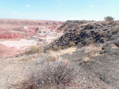 Arizona 'nın Taşlaşmış Ormanı' ndan taşlaşmış bir odun parçasının içindeki parlak kristallerin makro görüntüsü Boyalı Çöl 'ün antik jeolojik güzelliğini gözler önüne seriyor..