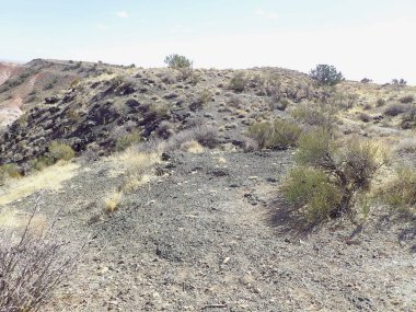 Arizona 'nın Taşlaşmış Ormanı' ndan taşlaşmış bir odun parçasının içindeki parlak kristallerin makro görüntüsü Boyalı Çöl 'ün antik jeolojik güzelliğini gözler önüne seriyor..