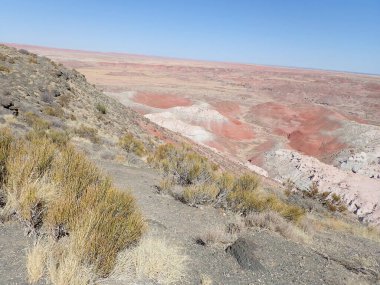 Arizona 'nın Taşlaşmış Ormanı' ndan taşlaşmış bir odun parçasının içindeki parlak kristallerin makro görüntüsü Boyalı Çöl 'ün antik jeolojik güzelliğini gözler önüne seriyor..