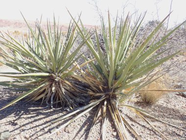 Arizona 'nın Taşlaşmış Ormanı' ndan taşlaşmış bir odun parçasının içindeki parlak kristallerin makro görüntüsü Boyalı Çöl 'ün antik jeolojik güzelliğini gözler önüne seriyor..