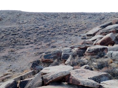 Arizona 'nın Taşlaşmış Ormanı' ndan taşlaşmış bir odun parçasının içindeki parlak kristallerin makro görüntüsü Boyalı Çöl 'ün antik jeolojik güzelliğini gözler önüne seriyor..