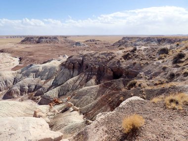 Arizona 'nın Taşlaşmış Ormanı' ndan taşlaşmış bir odun parçasının içindeki parlak kristallerin makro görüntüsü Boyalı Çöl 'ün antik jeolojik güzelliğini gözler önüne seriyor..
