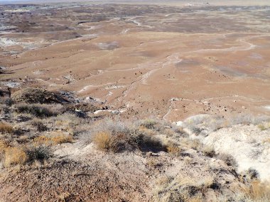Arizona 'nın Taşlaşmış Ormanı' ndan taşlaşmış bir odun parçasının içindeki parlak kristallerin makro görüntüsü Boyalı Çöl 'ün antik jeolojik güzelliğini gözler önüne seriyor..