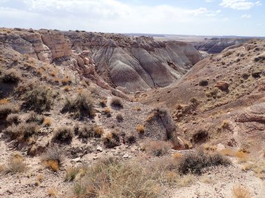 Arizona 'nın Taşlaşmış Ormanı' ndan taşlaşmış bir odun parçasının içindeki parlak kristallerin makro görüntüsü Boyalı Çöl 'ün antik jeolojik güzelliğini gözler önüne seriyor..