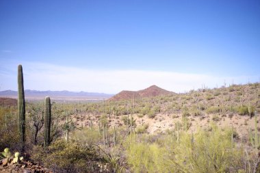 Arizona 'daki Saguaro Ulusal Parkı' nda çıplak bir çöl ağacının arkasından yükselen uzun bir saguaro kaktüsü Sonoran Çölü 'nün engebeli güneybatı cazibesini sergiliyor..
