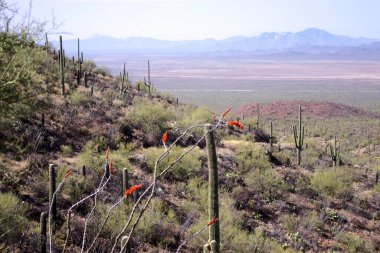 Arizona 'daki Saguaro Ulusal Parkı' nda çıplak bir çöl ağacının arkasından yükselen uzun bir saguaro kaktüsü Sonoran Çölü 'nün engebeli güneybatı cazibesini sergiliyor..