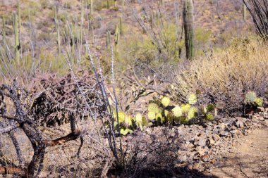 Arizona 'daki Saguaro Ulusal Parkı' nda çıplak bir çöl ağacının arkasından yükselen uzun bir saguaro kaktüsü Sonoran Çölü 'nün engebeli güneybatı cazibesini sergiliyor..