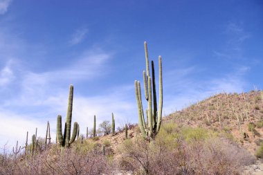 Majestic saguaro cacti Saguaro Ulusal Parkı, Arizona 'da güneşli bir yamaçta ikonik Sonoran Çölü manzarasını vurgulayarak canlı bir gökyüzüne uzanır..