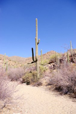 Arizona 'daki Saguaro Ulusal Parkı' nda çıplak bir çöl ağacının arkasından yükselen uzun bir saguaro kaktüsü Sonoran Çölü 'nün engebeli güneybatı cazibesini sergiliyor..
