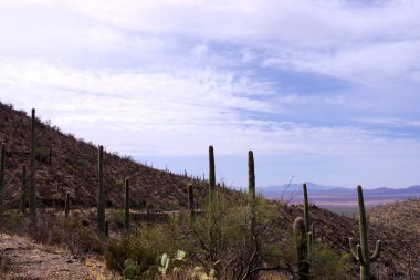 Arizona 'daki Saguaro Ulusal Parkı' nda çıplak bir çöl ağacının arkasından yükselen uzun bir saguaro kaktüsü Sonoran Çölü 'nün engebeli güneybatı cazibesini sergiliyor..