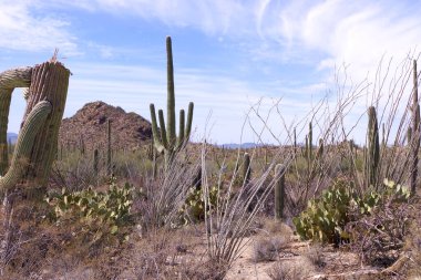 Arizona 'daki Saguaro Ulusal Parkı' nda çıplak bir çöl ağacının arkasından yükselen uzun bir saguaro kaktüsü Sonoran Çölü 'nün engebeli güneybatı cazibesini sergiliyor..