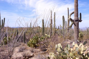 Arizona 'daki Saguaro Ulusal Parkı' nda çıplak bir çöl ağacının arkasından yükselen uzun bir saguaro kaktüsü Sonoran Çölü 'nün engebeli güneybatı cazibesini sergiliyor..