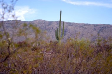 Arizona 'daki Saguaro Ulusal Parkı' nda çıplak bir çöl ağacının arkasından yükselen uzun bir saguaro kaktüsü Sonoran Çölü 'nün engebeli güneybatı cazibesini sergiliyor..