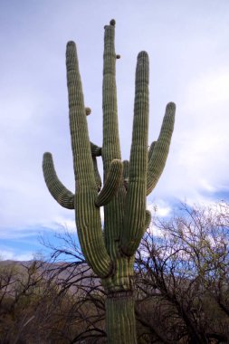 Arizona 'daki Saguaro Ulusal Parkı' nda çıplak bir çöl ağacının arkasından yükselen uzun bir saguaro kaktüsü Sonoran Çölü 'nün engebeli güneybatı cazibesini sergiliyor..